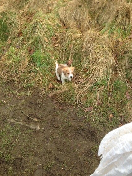 MrHills's tweet photo. @kentish_miss Coco 2! http://t.co/Xuen4p9r