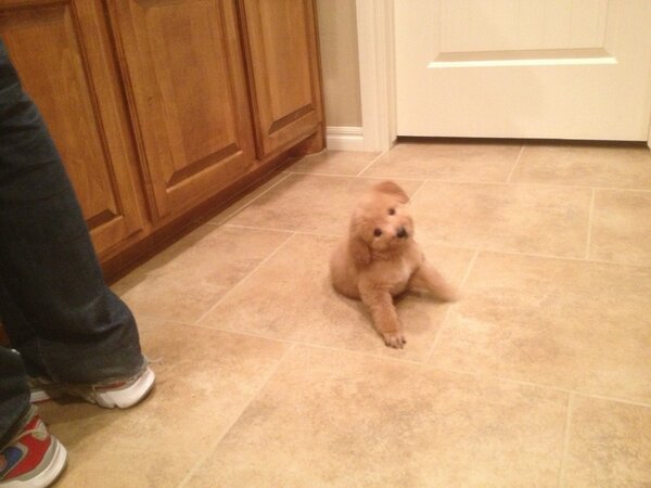 CKellsMD's tweet photo. Good morning Ruby dog! http://t.co/7wEMJsMe