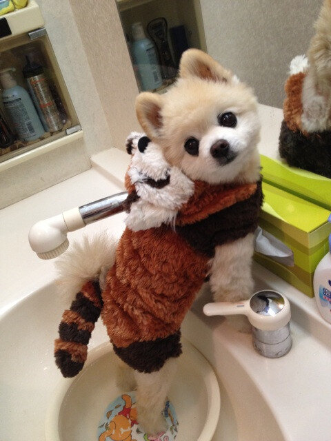 vcgabond's tweet photo. eeep! Look look! @SweetMcCall http://t.co/fldWA7K8