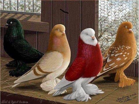 sazzad surprise (@mdsazzad16) on Twitter photo 