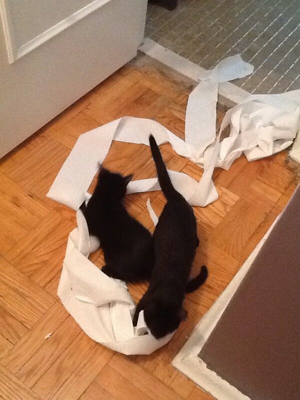 If you come visit, you will find the tp at our house on a shelf in the closet, now. Rascals. #kittensareawesome
