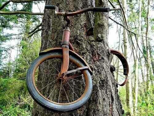 _AmazingPhotos's tweet photo. A boy chained this bike to a tree in Washington when he went off to war in 1914. The tree is now fully grown. http://t.co/XPknh4Np