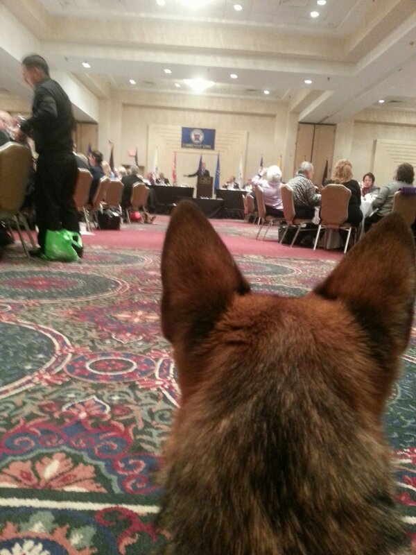 fidelco's tweet photo. Zee listens as US Senator Blumenthal talks about our work w/ military heroes: "Fidelco gives them their lives back." http://t.co/lreQAGPI