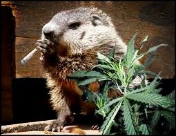 SteffTurtle's tweet image. The Groundhog says 6 more weeks of winter,it's all good..he has the right idea! Smoke some good and FU** WINTER!