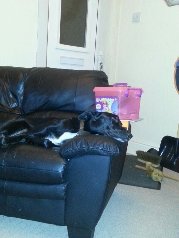DaveAbbott8's tweet photo. Brought home Riley today.  Seems a bit tired out now http://t.co/8lqsM8D7