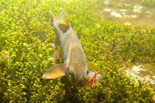 kaileyd28's tweet image. Love this picture!! #flymaster