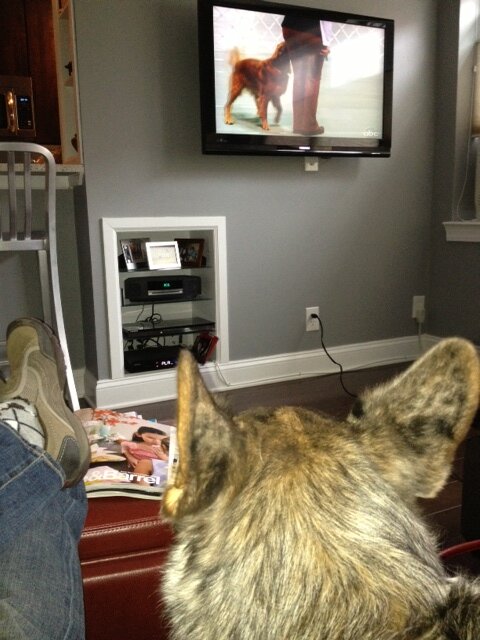 akcdoglovers's tweet photo. Bobby the Cardigan enjoying the show! #celebratedogs http://t.co/dQECjBqS