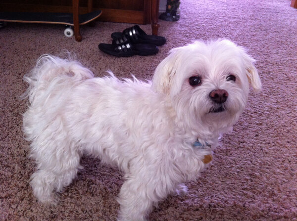 aimeeroo's tweet photo. Baby looks at the TV with suspense... who will win BIS? #CelebrateDogs http://t.co/s84cOwIL