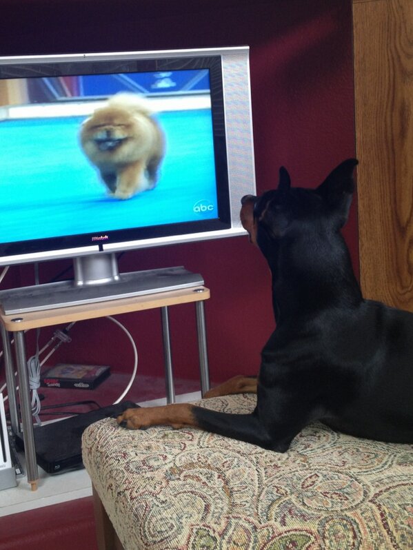 MrDozerDoggy's tweet photo. @akcdoglovers @ABC we #celebratedogs !!! Thank you for showing me all these beautiful dogs I love watching them!!! http://t.co/GBu1NCRi