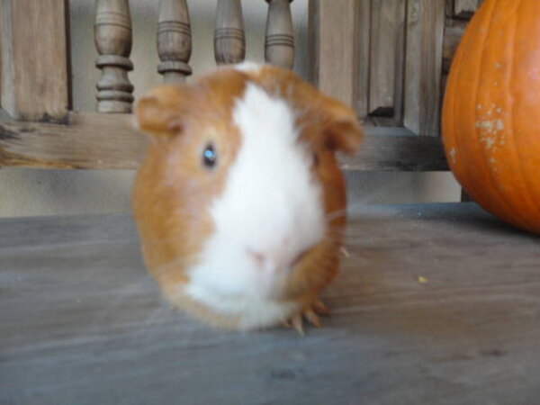 CharlieDear2's tweet image. New background! Hope you piggies like it. If you can't see it the link is in this post. :)