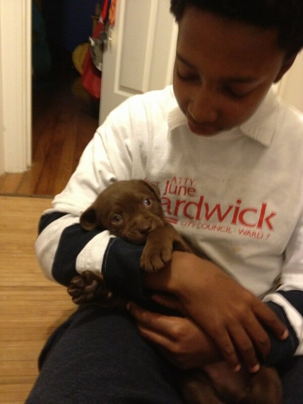 Right when we were about to canvass in Fondren today, my sister Rene' brought 3 baby Labs to giveaway.