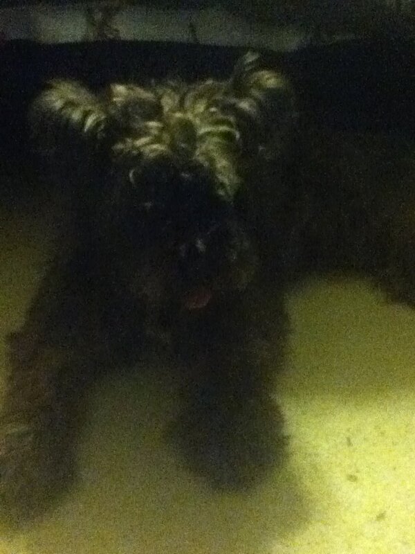 HellosofsofiaS's tweet image. It's my dogs brithday