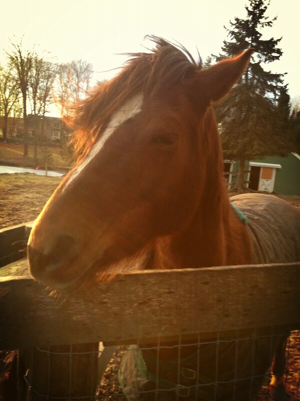 Barn Sour Babe Barnsourbabe Twitter