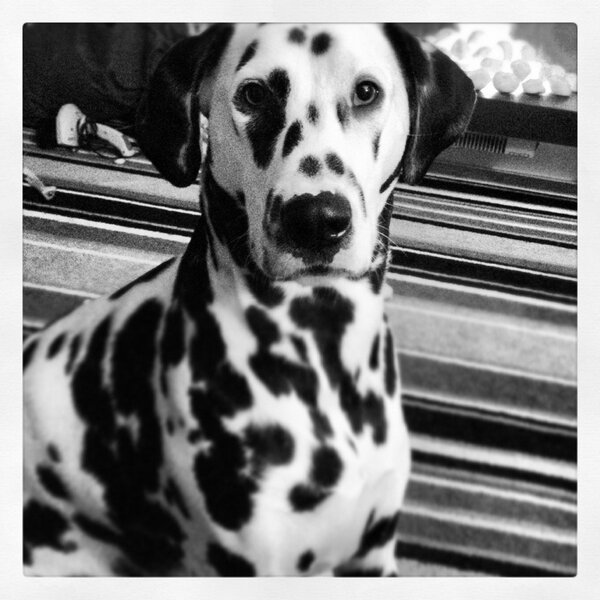 #dotty #doggy