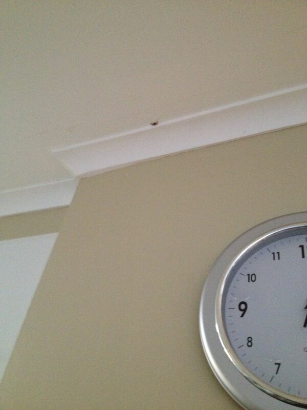 WhittakerJoshua's tweet photo. Killing my 2nd ever huntsman #akillisakill #everydayhero #braverymedalcomingmyway http://t.co/iVJz9rBF