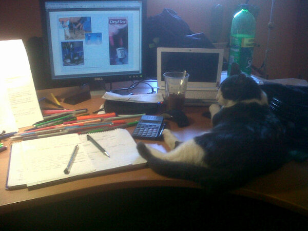 CasMaikel's tweet photo. @PostureoVet que tu gato se ponga a estudiar producción y esté más concentrado que tú #quevayaelalexamen http://t.co/G1v5jQBJ