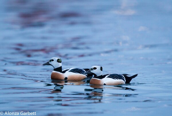 AlonzaGarbett's tweet photo. Finally I was able to get a few record shots of male Steller's Eider… light is still very poor http://t.co/5AjMXV5Q