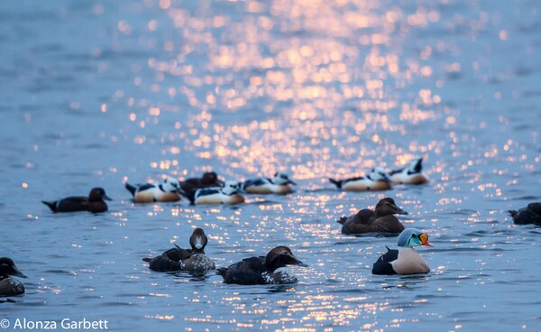 AlonzaGarbett's tweet photo. This one is just to show off really King and Steller's in the same frame @BiotopeOffice http://t.co/40CuPC0B