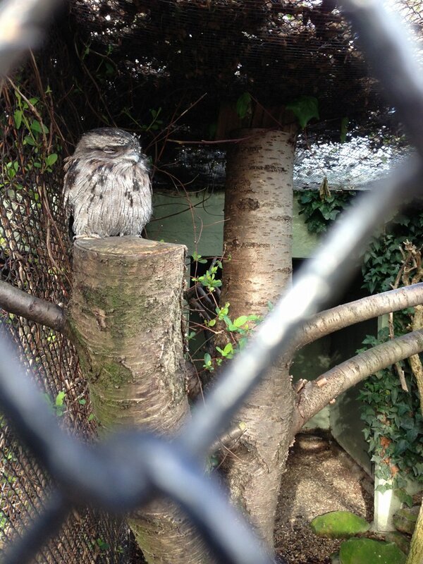 rickygervais's tweet photo. "will you be watching the #superbowl "

Watched one yesterday.
Pretty superb right? http://t.co/j3TZhSxy