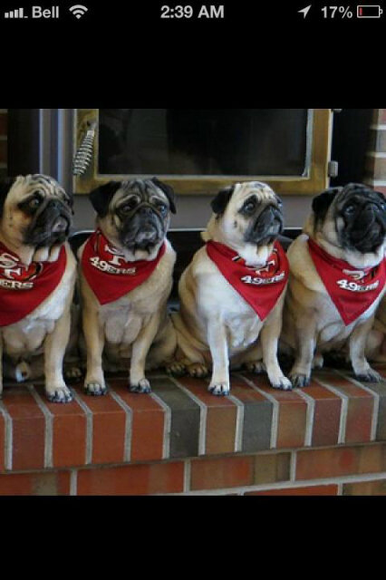 BobCat2155's tweet photo. Do The Pugg Doggs Really Know Best? http://t.co/VQ2rMkIG