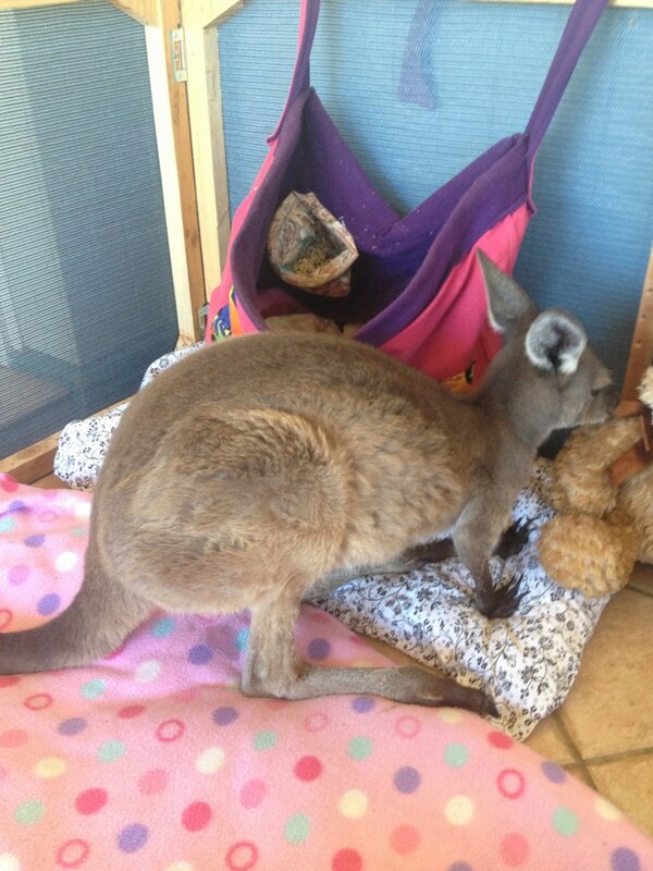 AutocorrectOops's tweet photo. Another pic of my pet kangaroo!! ***rare sight*** very cute!!! http://t.co/HZbqQotc