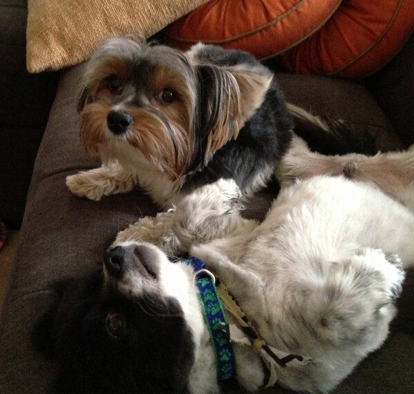 drsonyadouglass's tweet image. Checkers and Ginger adjusting nicely to #lifeinDC