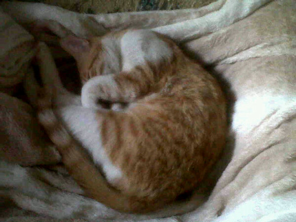 puertti95's tweet photo. Este si que sabe pegarse una buena vida @GatoPequemiau http://t.co/xFohg4c9