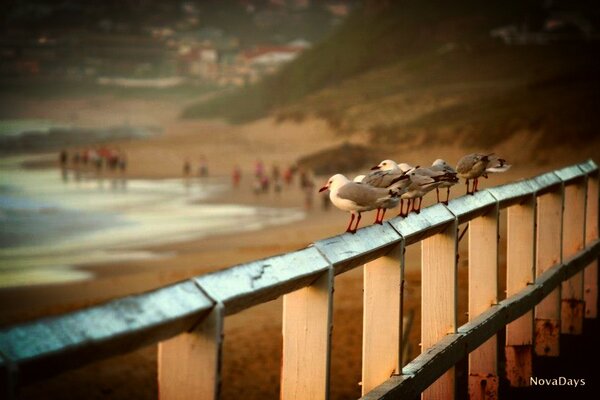 Nova Days tweet media