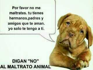 MartaBalmori's tweet photo. "La grandeza de una nación se mide por el trato que sus habitantes brindan a los animales" M. Gandhi http://t.co/HIp9eOpc