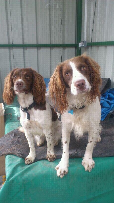 MaggyMoon's tweet photo. Duke &amp; daisy gone missing, faughart area, Dundalk since 1pm Sat, have black collars, id &amp; tags r microchipped please RT http://t.co/dsO2NPGX