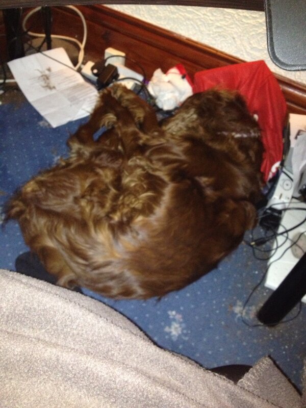 JtotheSB's tweet photo. My puppy turd @LeahCarmel http://t.co/S19pRRTt