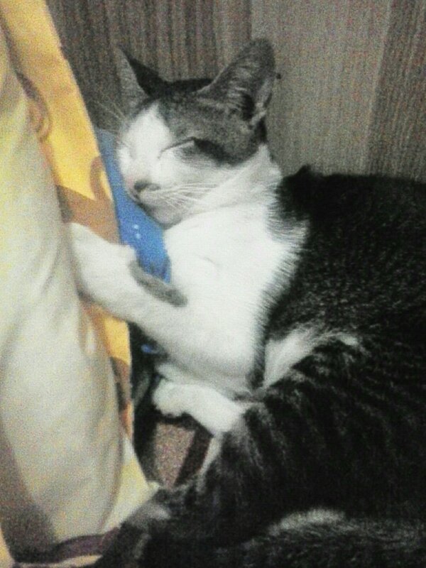 83Atik's tweet image. si .sok imutt.....