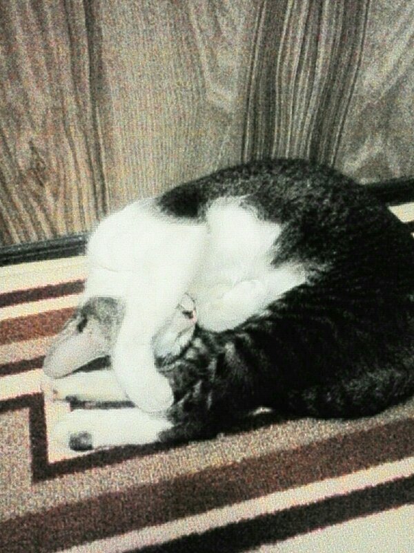 83Atik's tweet image. ni .nmnx malu" kucing xixixi