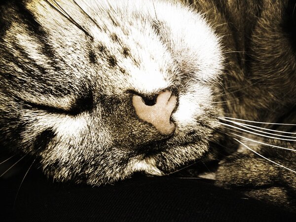 kyleBLD's tweet image. “@CaseyxxDanielle: @kyleBLD meow #mobear #ozzy http://t.co/MwbWogD9” my baby Ozzy! I miss him!!