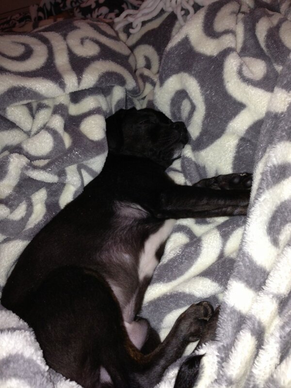 sam_nelson12's tweet photo. Love my sleepy puppy <3 http://t.co/UWo26wU1