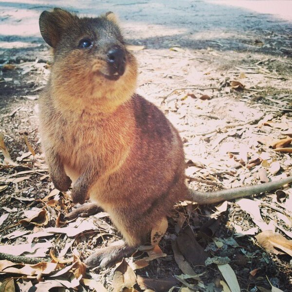 クオッカ画像bot Quokka Bot טוויטר