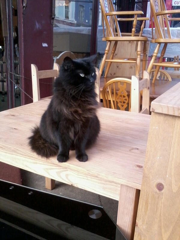 PortobelloNews's tweet photo. @PortobelloCooks  what a handsome visitor you have in the shop today http://t.co/rASNUqVy
