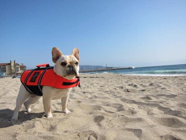 Make sure your animals are prepared for an emergency with these tips from <a href="/ReadydotGov/">readydotgov</a> ready.gov/animals