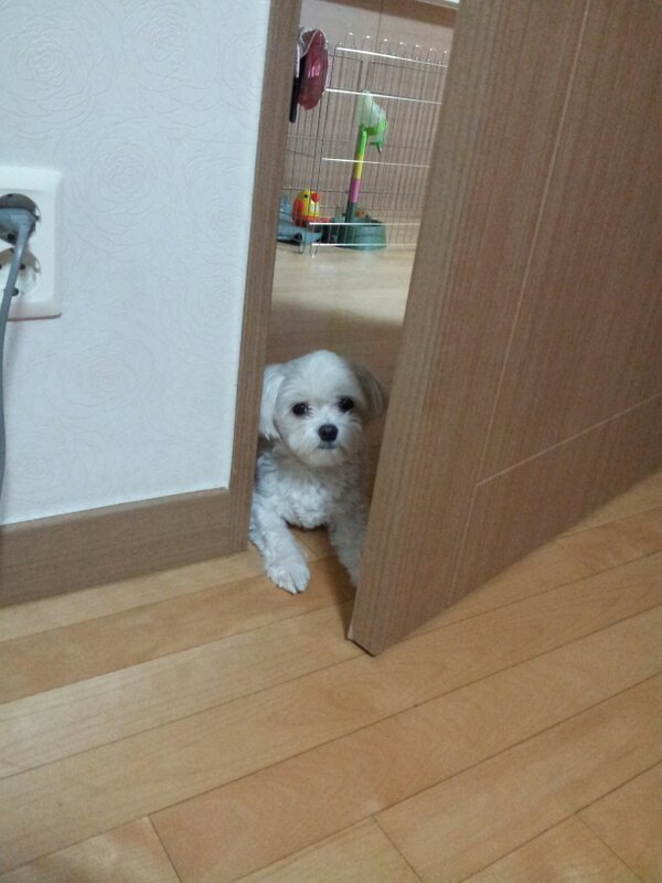 jiwonq's tweet photo. 울 콩이 많이 컷구나! 오늘도 나의 맘을 편치가않아~ 내 소중한 주권을 도난당했거든! 그것도 내마음속의 소중한 님, 고귀한 그 분의 웬쑤 쥐새퀴 무리들 한테... http://t.co/idVTstp4