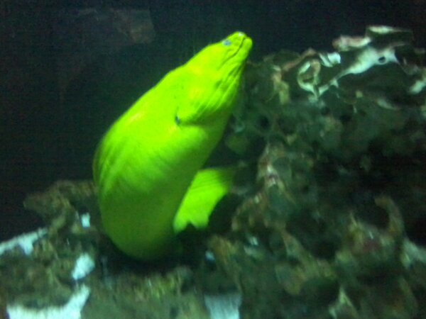 ESUPhotoman's tweet image. Its not love but its a Moray...#oceanhumor #truecolor