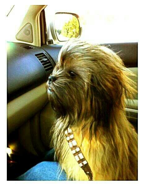 imperiado's tweet photo. Quiero a mi perro chewbacca. http://t.co/OrOJZNJO