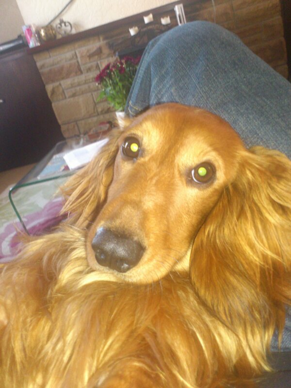 Bentleydadog's tweet photo. Hello to all my followers to be I'm Bentley the sausage dog all I require is everything I want NOW Ty x http://t.co/5HWpC2kJ