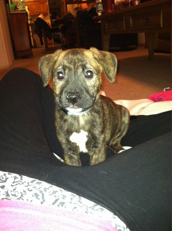 silly_gf's tweet photo. MY PUPPY THO 😍 http://t.co/mJxxIAwf