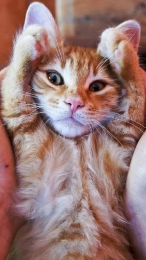 rickygervais's tweet photo. Hands up if you love Derek... http://t.co/yPFfGhMN
