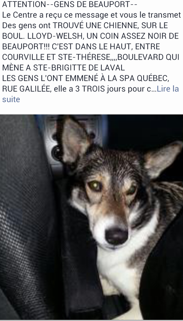 Gitane09's tweet photo. Chienne trouvée à Beauport, laissée à la SPA de Québec,  doit être récupérée d'ici 2 jours. Vite! RT RT RT! http://t.co/vpKc1ntZ