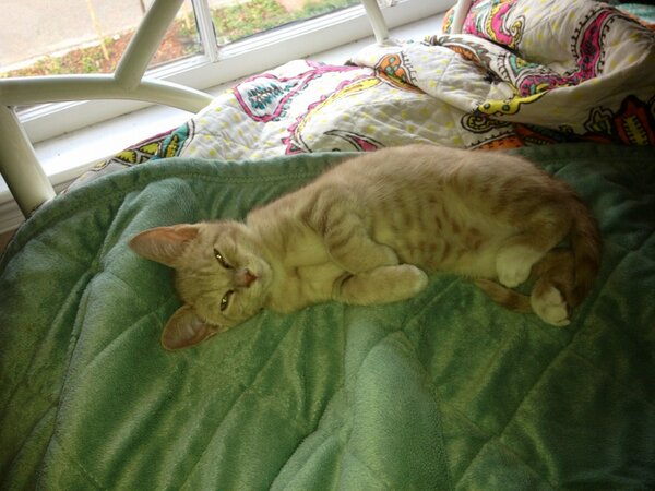 bimberlyblubert's tweet photo. cat days of winter #teddybear http://t.co/AZnz4jZ