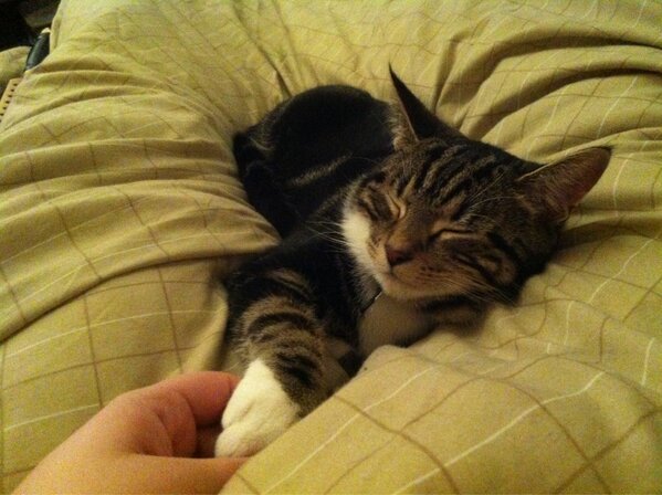 SesFox's tweet photo. My perfect lil man <3 http://t.co/kzpl7Esd