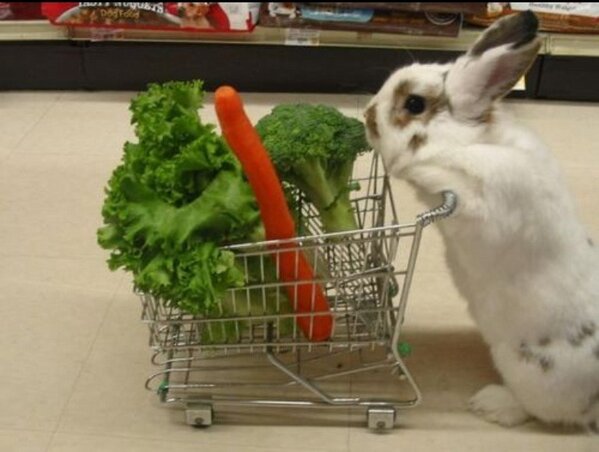 charrrlb_'s tweet photo. @LisaReadle aww so cute :p http://t.co/B4nelnlo