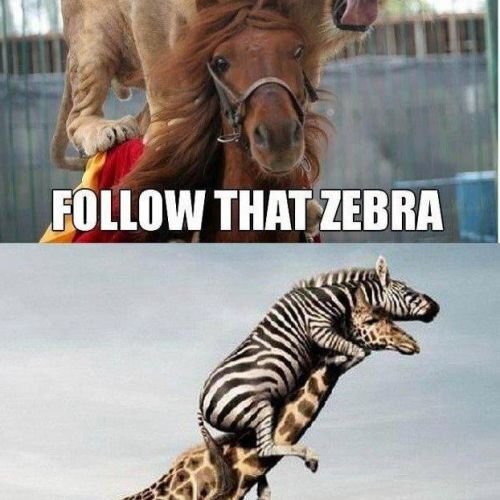 Mean girls aesthetic обои. Follow the train cj. Follow that. зебра прикол. Elvis presley follow that dream (1962).