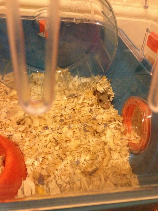 _michab's tweet image. Hamster likes thunder then lol #justkidding #thiswasearlier